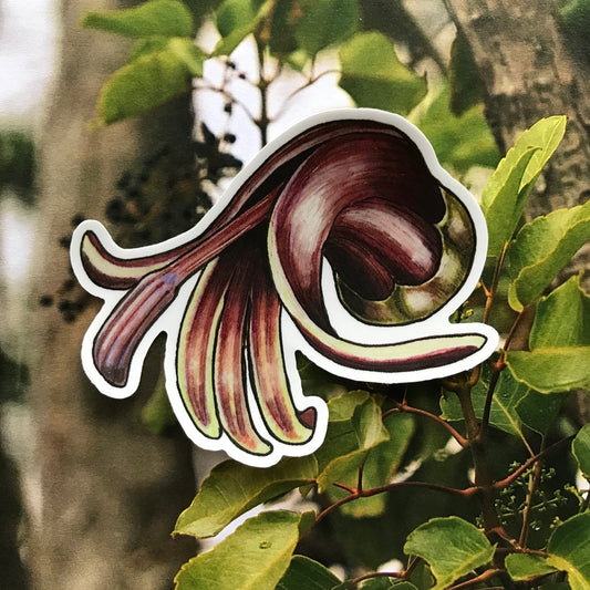 ‘Ōhā wai (Clermontia peleana subsp. peleana) sticker
