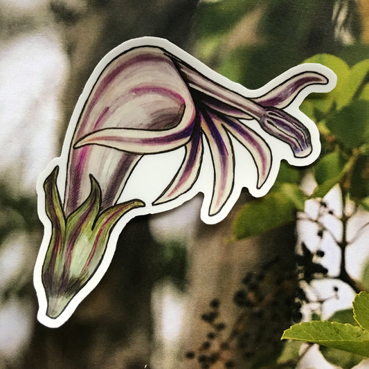 Hāhā (Cyanea grimesiana subsp. grimesiana) sticker