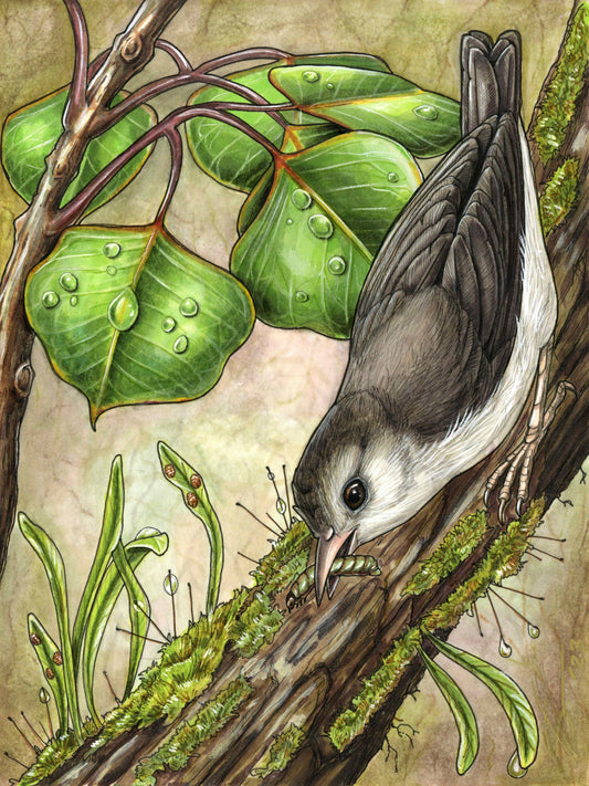 Commission: 'Akikiki and 'Ōlapa