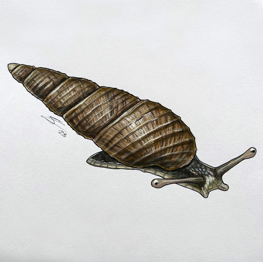 Kāhuli (Newcombia cumingi) original