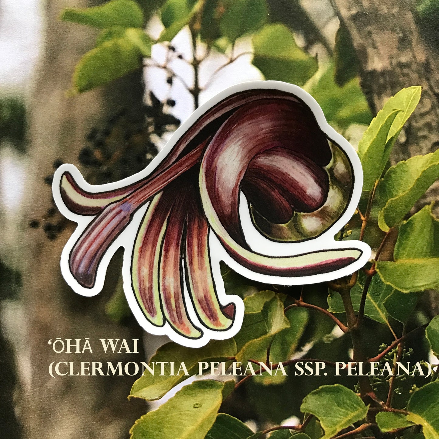 Hawaiian Lobelioid sticker pack (6 stickers)